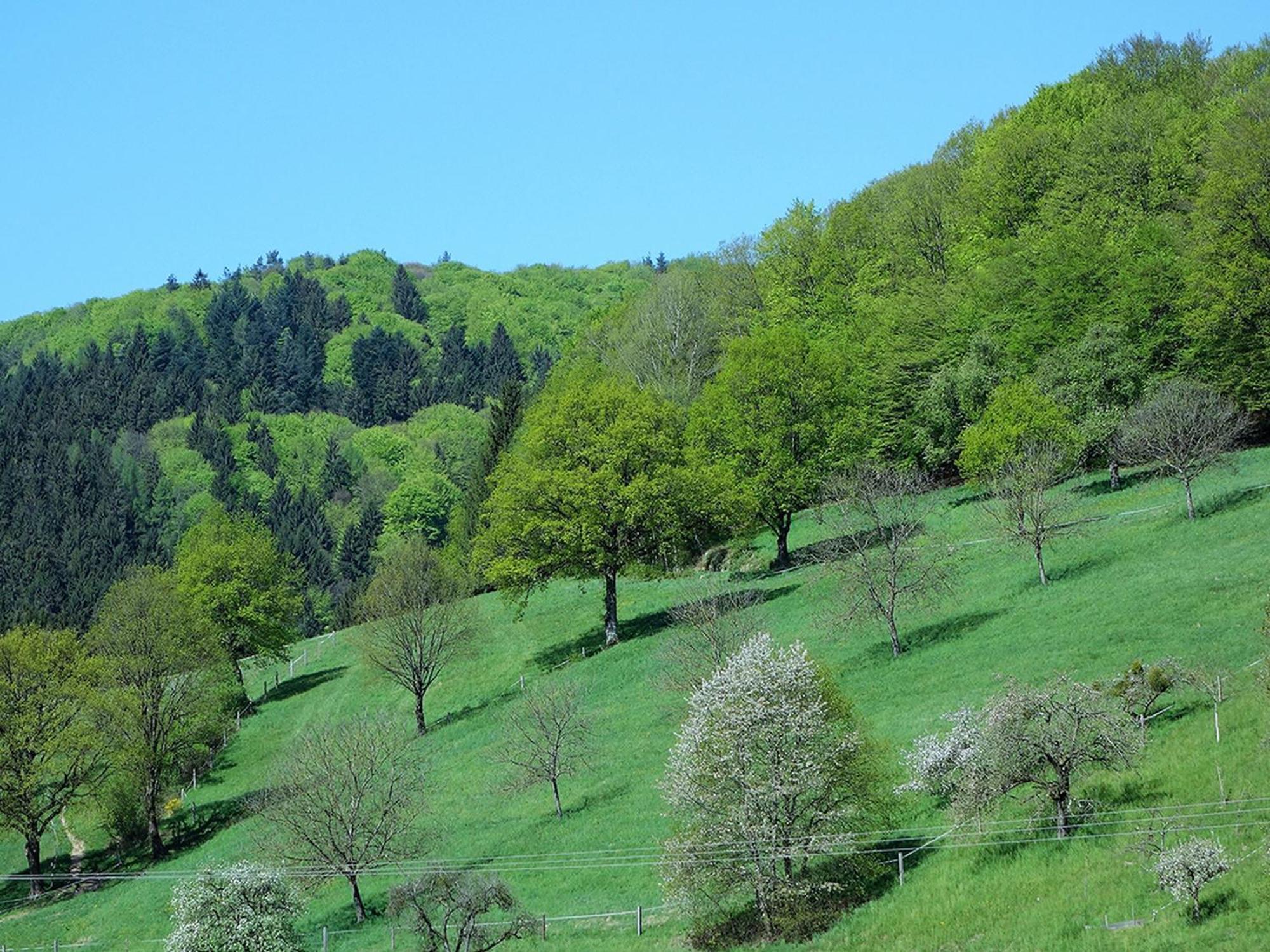 Ferienwohnungen Braun Seelbach  Εξωτερικό φωτογραφία